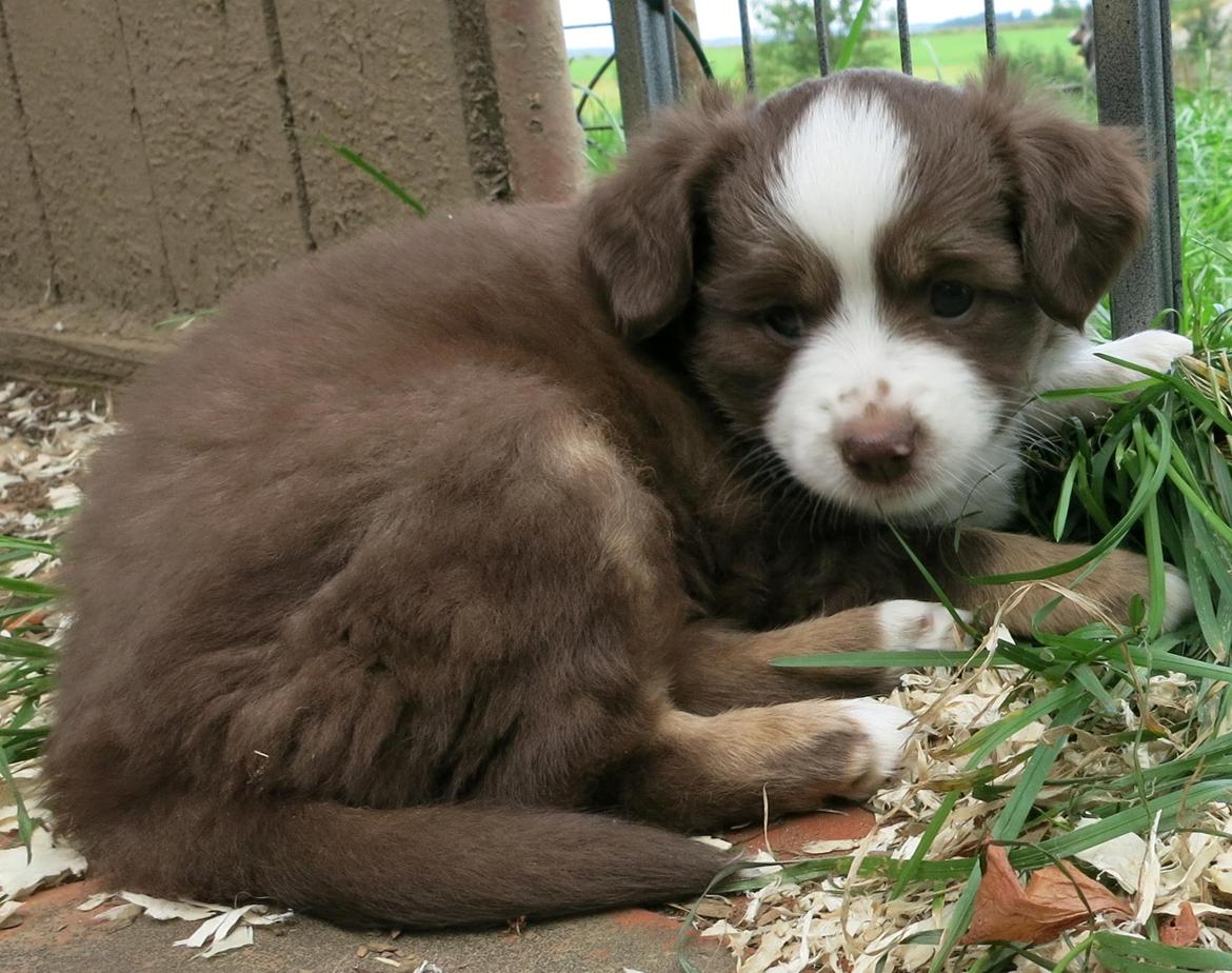 Miniature American Shepherd Little Moon Aussie's CherryMilk (Cif) billede 13