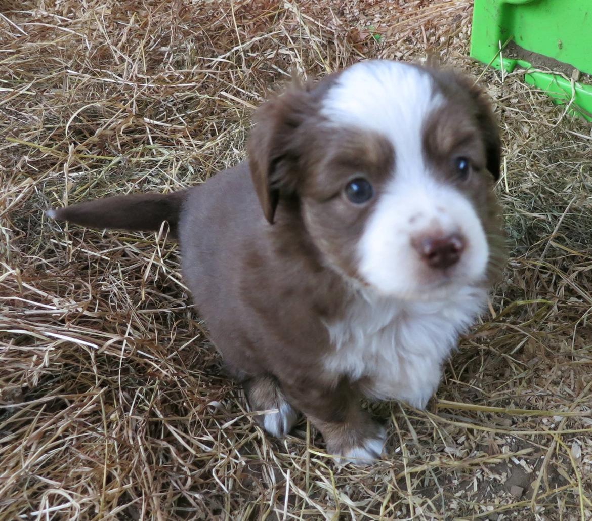 Miniature American Shepherd Little Moon Aussie's CherryMilk (Cif) billede 12