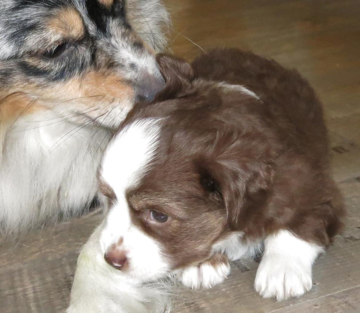 Miniature American Shepherd Little Moon Aussie's CherryMilk (Cif) billede 11