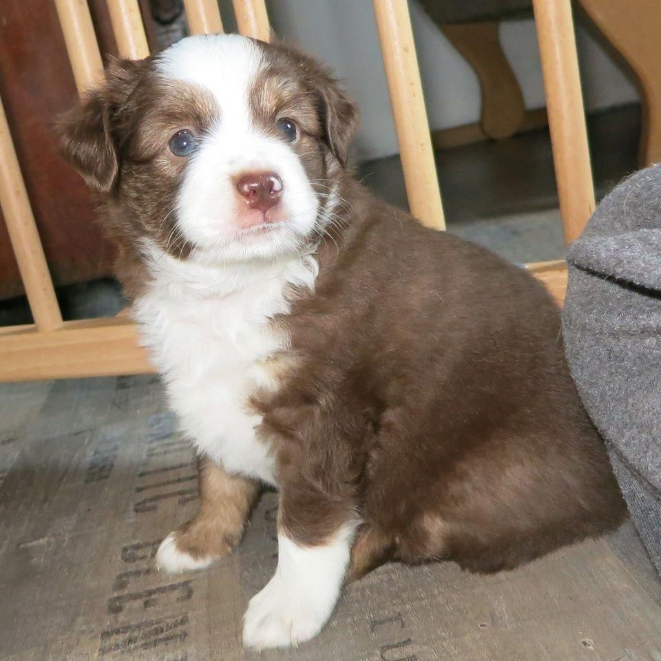 Miniature American Shepherd Little Moon Aussie's CherryMilk (Cif) billede 16