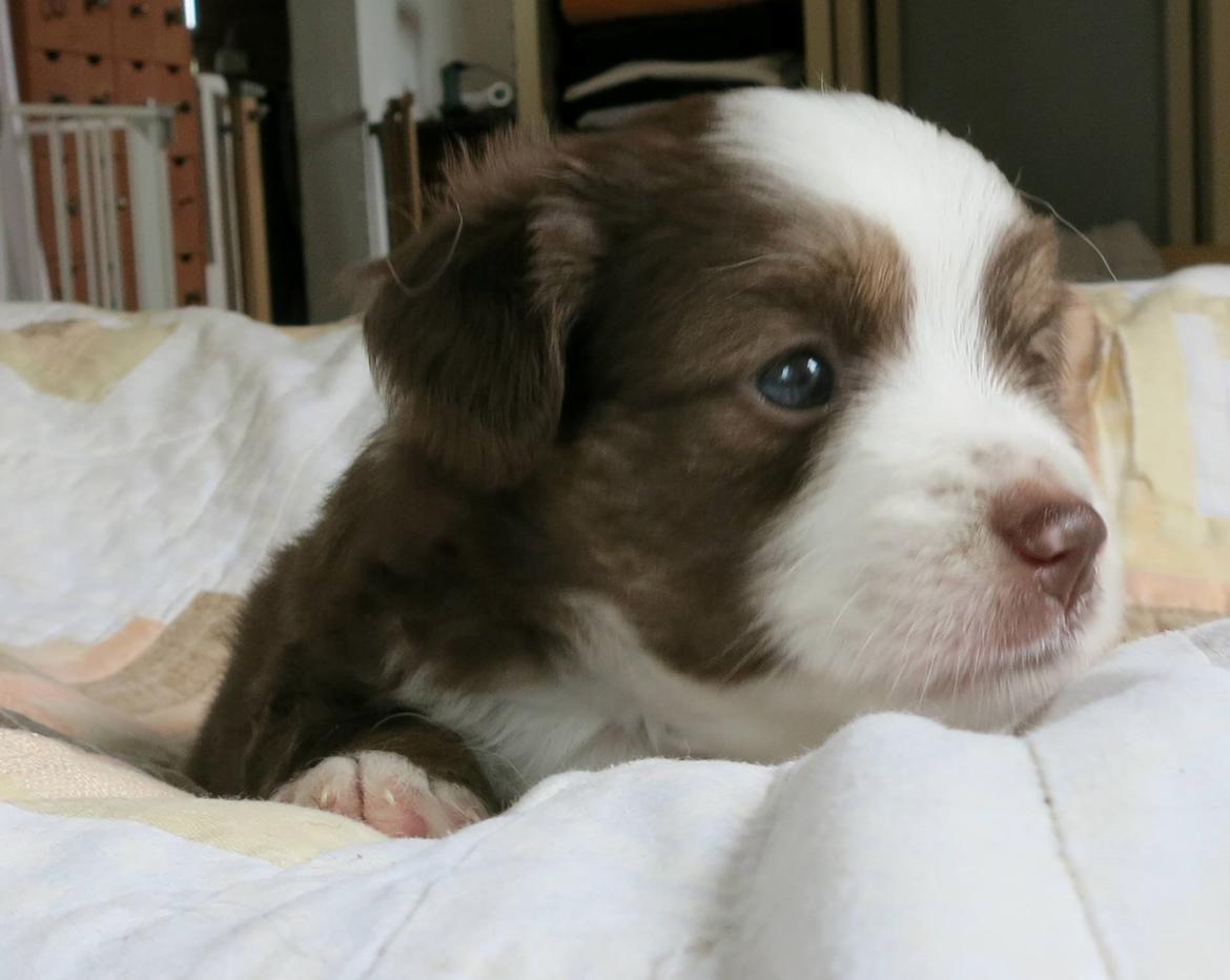 Miniature American Shepherd Little Moon Aussie's CherryMilk (Cif) billede 7