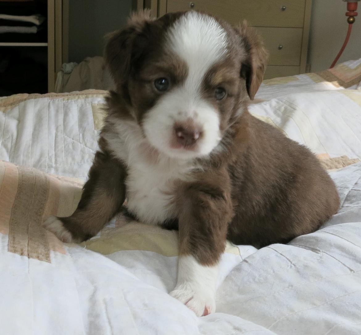 Miniature American Shepherd Little Moon Aussie's CherryMilk (Cif) billede 9