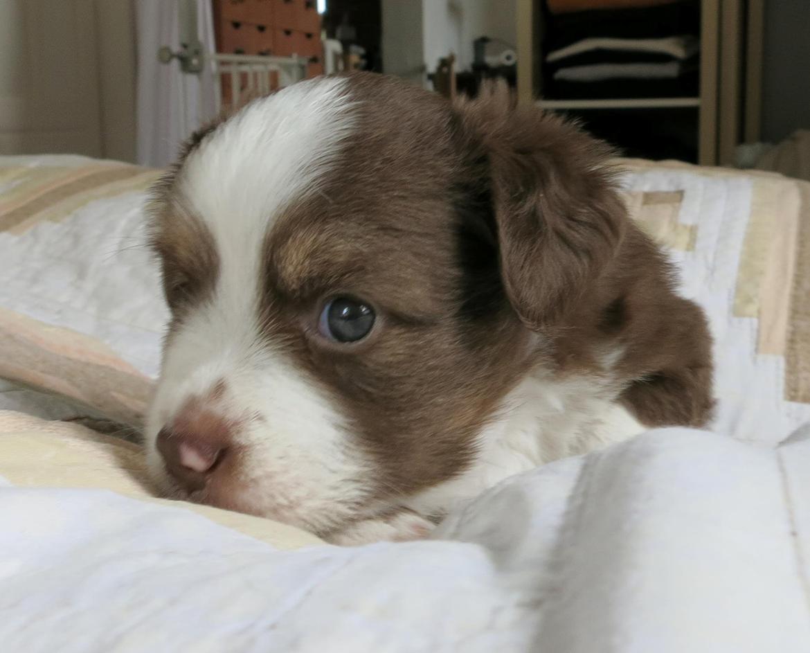 Miniature American Shepherd Little Moon Aussie's CherryMilk (Cif) billede 8