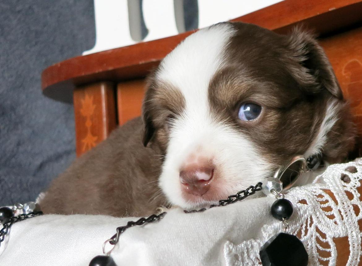 Miniature American Shepherd Little Moon Aussie's CherryMilk (Cif) billede 10