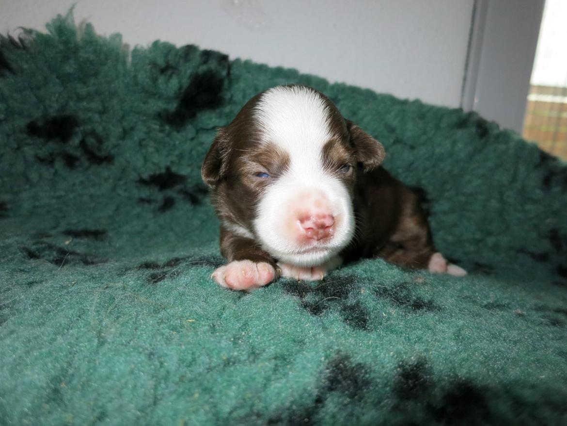 Miniature American Shepherd Little Moon Aussie's CherryMilk (Cif) billede 3