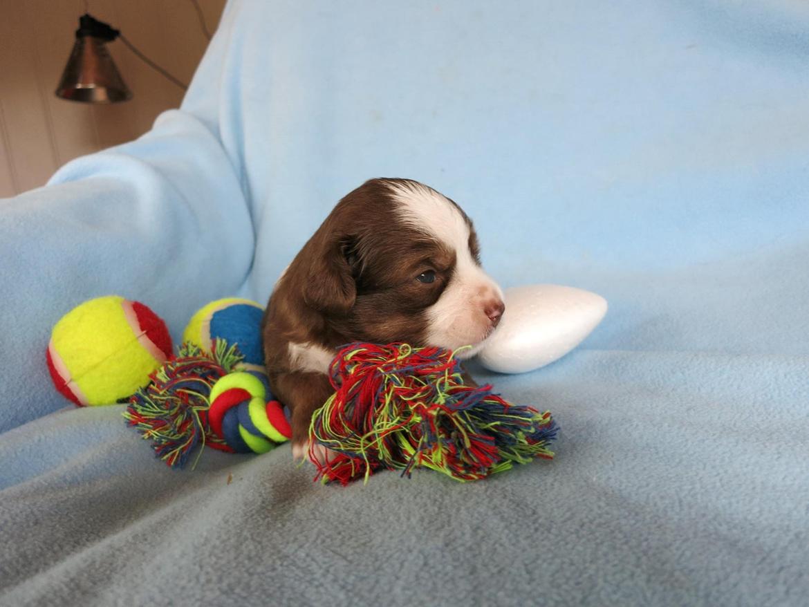 Miniature American Shepherd Little Moon Aussie's CherryMilk (Cif) billede 4