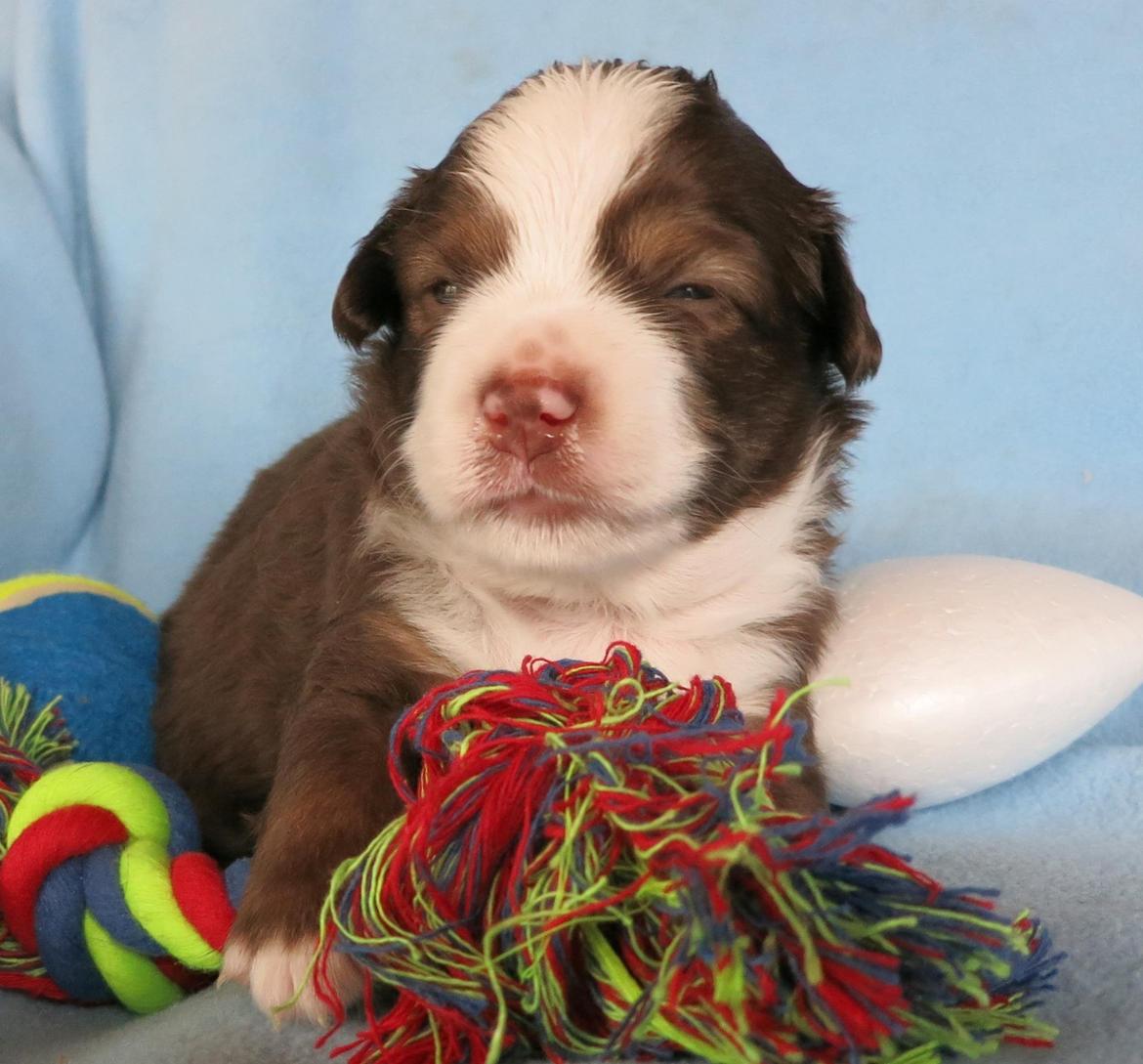 Miniature American Shepherd Little Moon Aussie's CherryMilk (Cif) billede 6