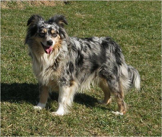 Miniature American Shepherd Little Moon Aussie's CherryMilk (Cif) - Mor billede 2