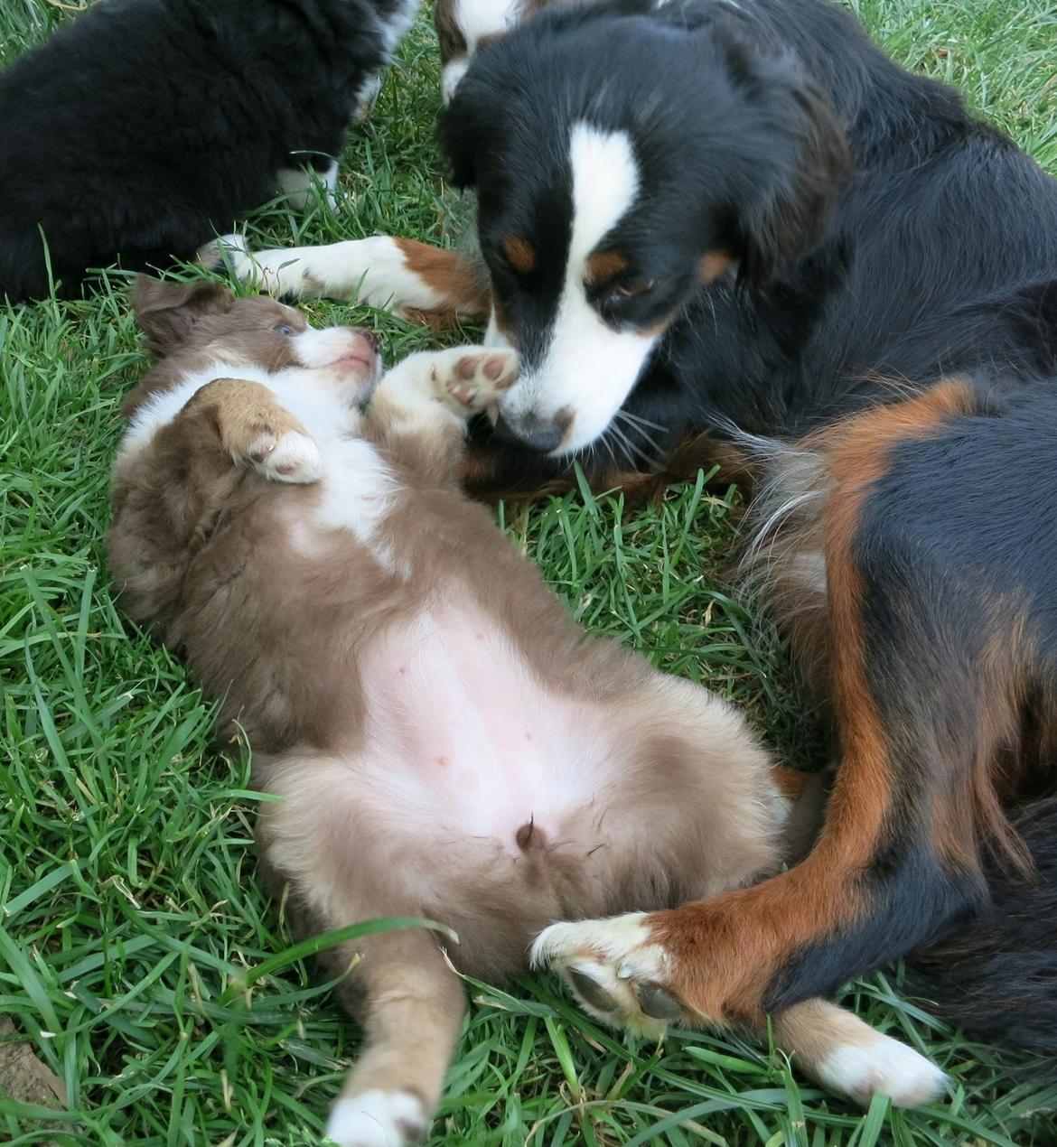 Miniature American Shepherd Little Moon Aussie's CherryMilk (Cif) billede 15