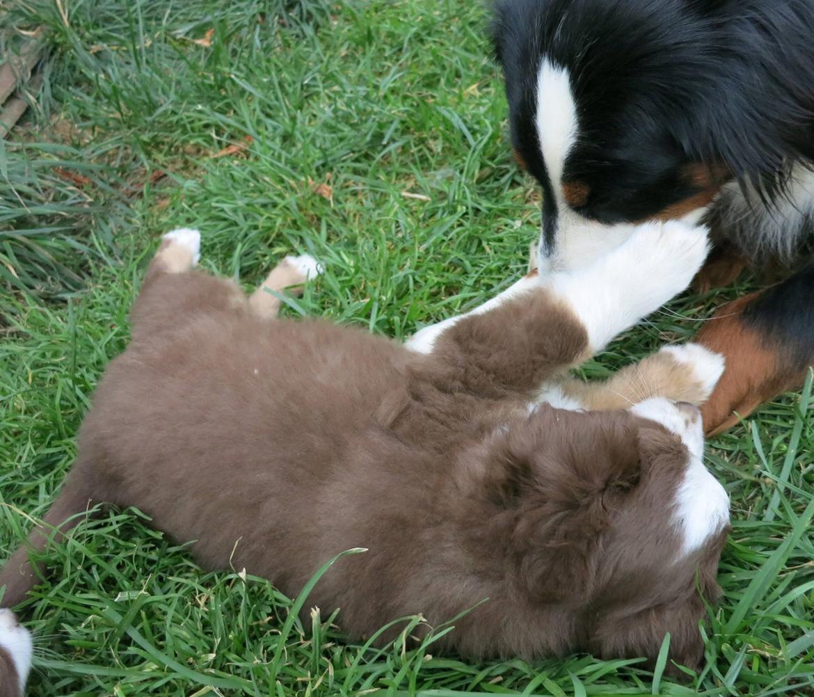 Miniature American Shepherd Little Moon Aussie's CherryMilk (Cif) billede 19