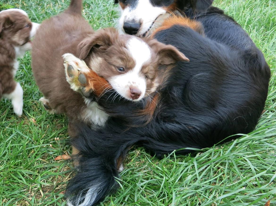 Miniature American Shepherd Little Moon Aussie's CherryMilk (Cif) billede 20