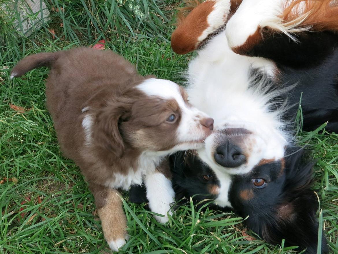 Miniature American Shepherd Little Moon Aussie's CherryMilk (Cif) billede 17