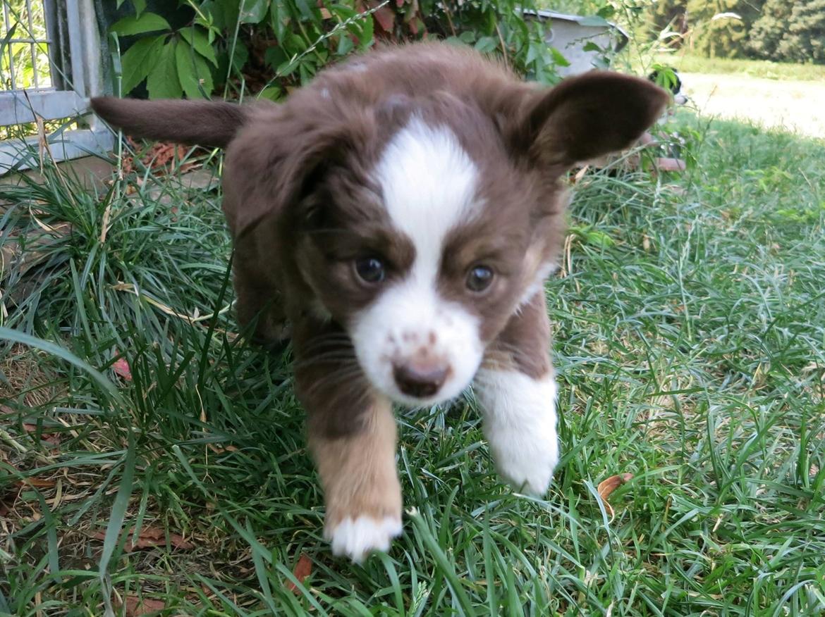 Miniature American Shepherd Little Moon Aussie's CherryMilk (Cif) billede 22