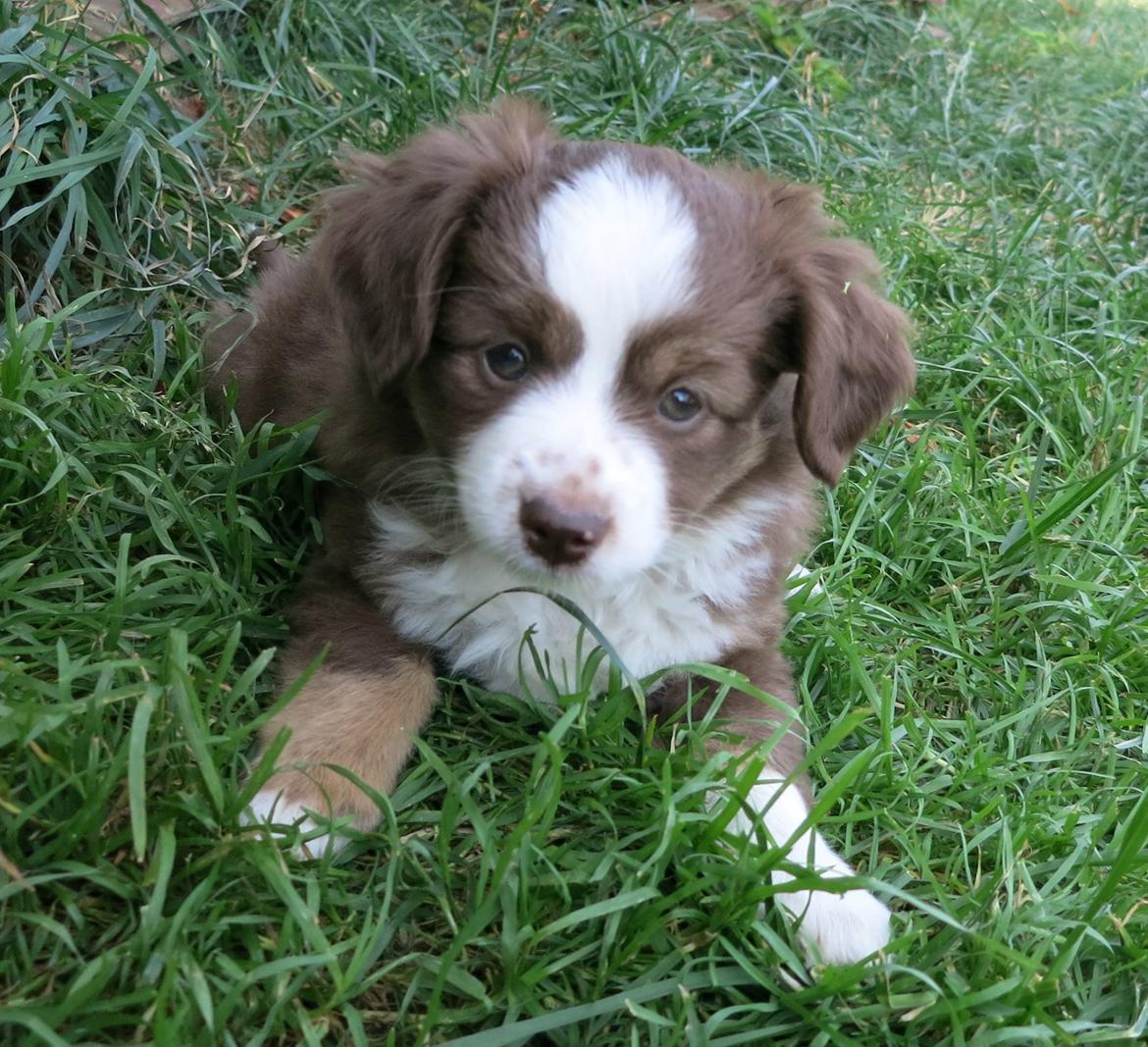 Miniature American Shepherd Little Moon Aussie's CherryMilk (Cif) - Cherry billede 14