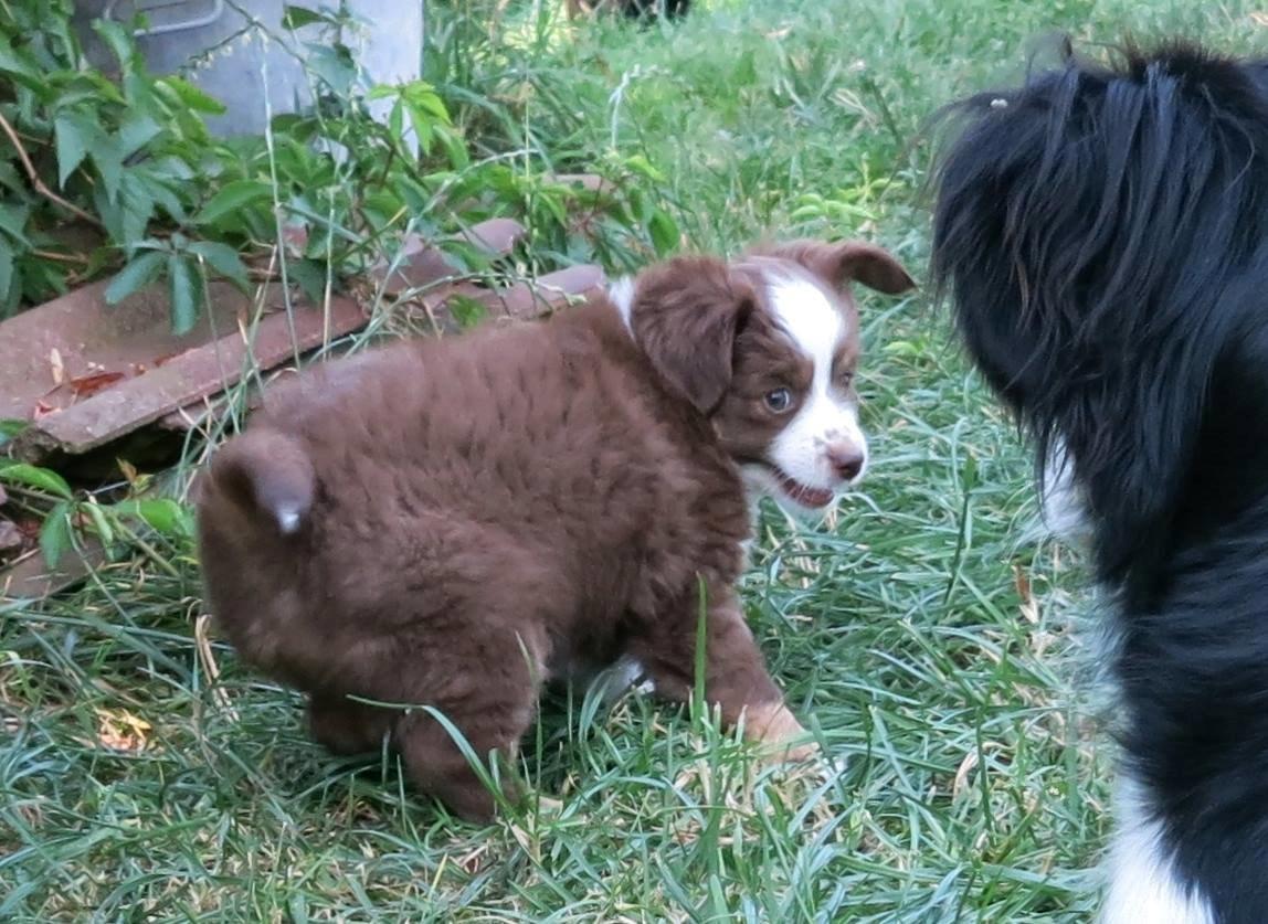 Miniature American Shepherd Little Moon Aussie's CherryMilk (Cif) billede 21