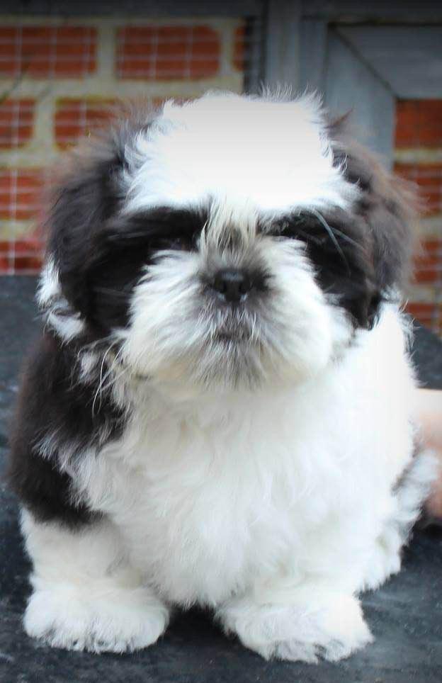 Shih tzu Vero Amico (Amico billede 8