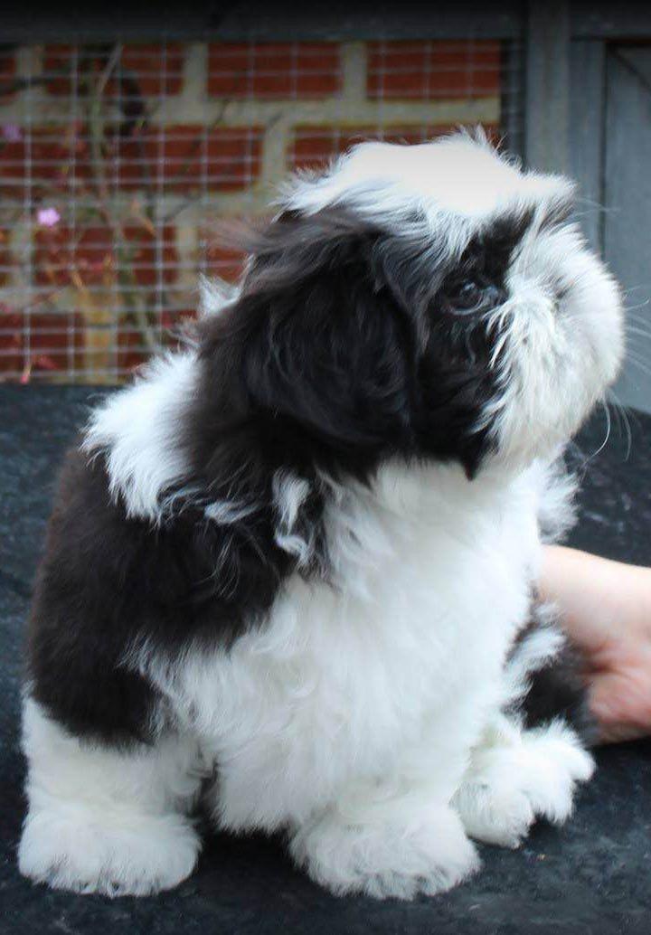 Shih tzu Vero Amico (Amico billede 9