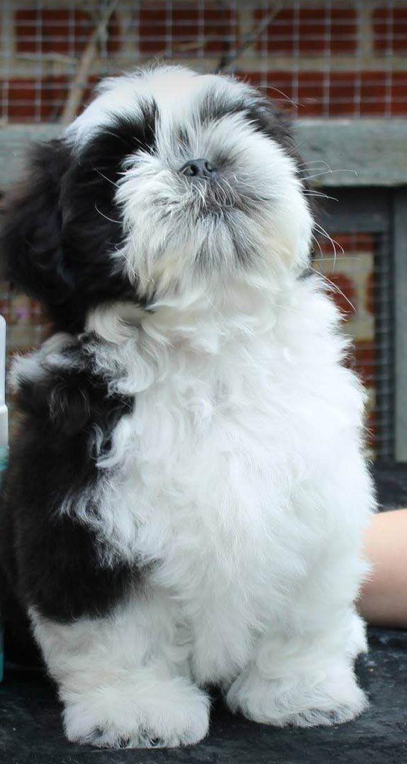 Shih tzu Vero Amico (Amico billede 11