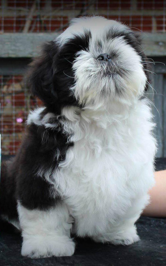 Shih tzu Vero Amico (Amico billede 12