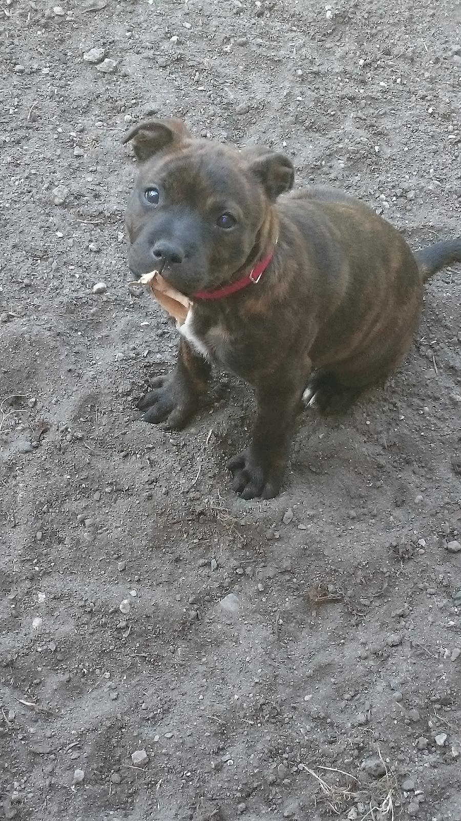 Staffordshire bull terrier Belilas First Class (Bertha) - Jeg laver da ikke ballade. 11 uger  billede 1