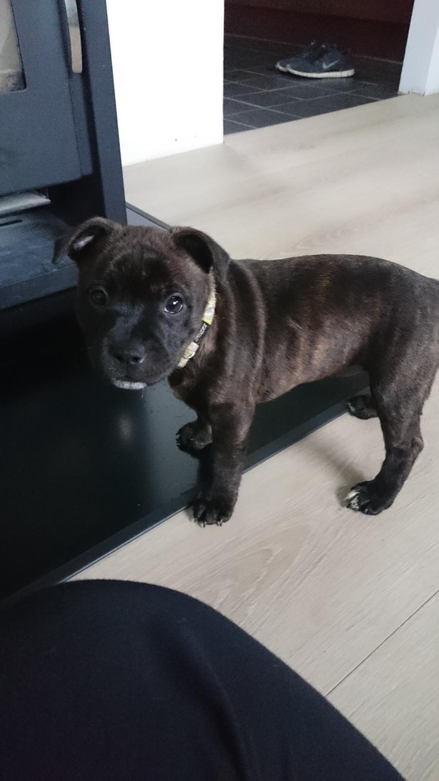 Staffordshire bull terrier Belilas First Class (Bertha) - 8 uger og lige kommet hjem til min nye mor og far  billede 7