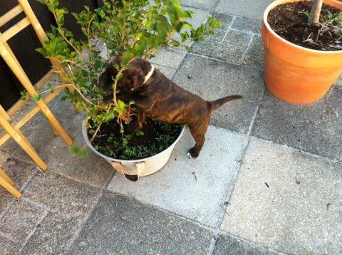 Staffordshire bull terrier Belilas First Class (Bertha) - Er sikker på at hun har været gartner i sit tidligere liv, så glad hun er for planter. 7 uger  billede 8