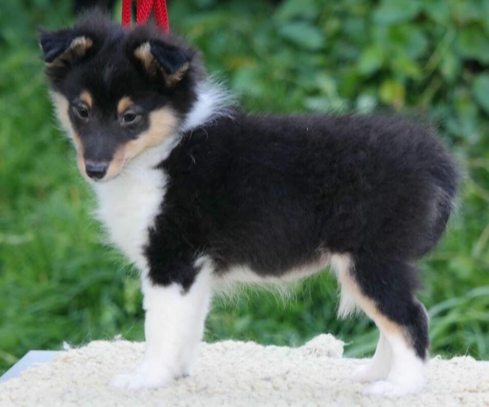 Shetland sheepdog Microgården's Zusie Q aka Esther - billeder fra Avler billede 12