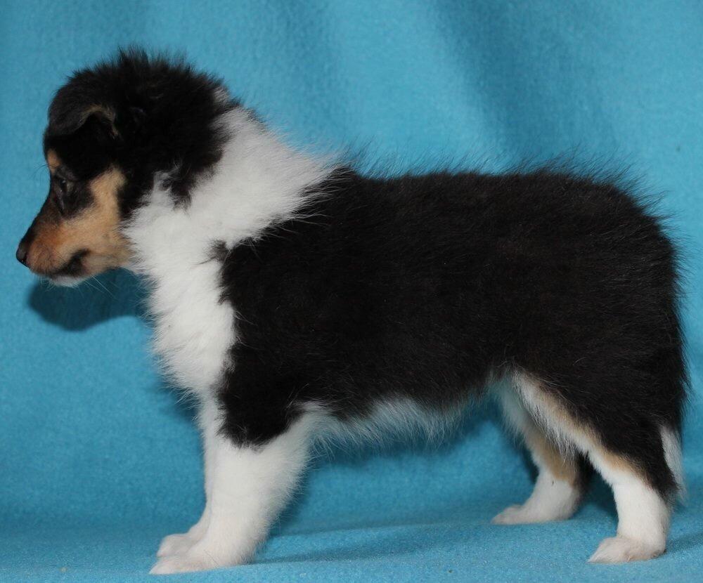Shetland sheepdog Microgården's Zusie Q aka Esther - billeder fra Avler billede 11