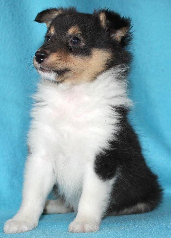 Shetland sheepdog Microgården's Zusie Q aka Esther - Billeder fra avler billede 13