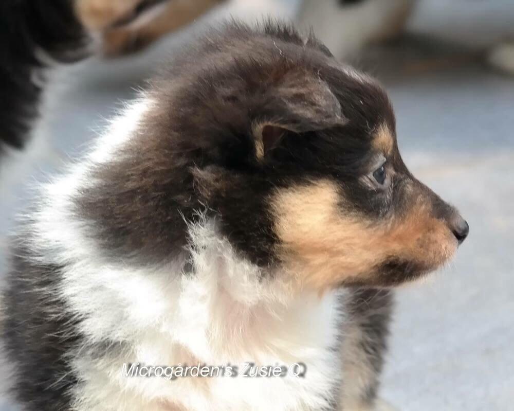 Shetland sheepdog Microgården's Zusie Q aka Esther billede 14