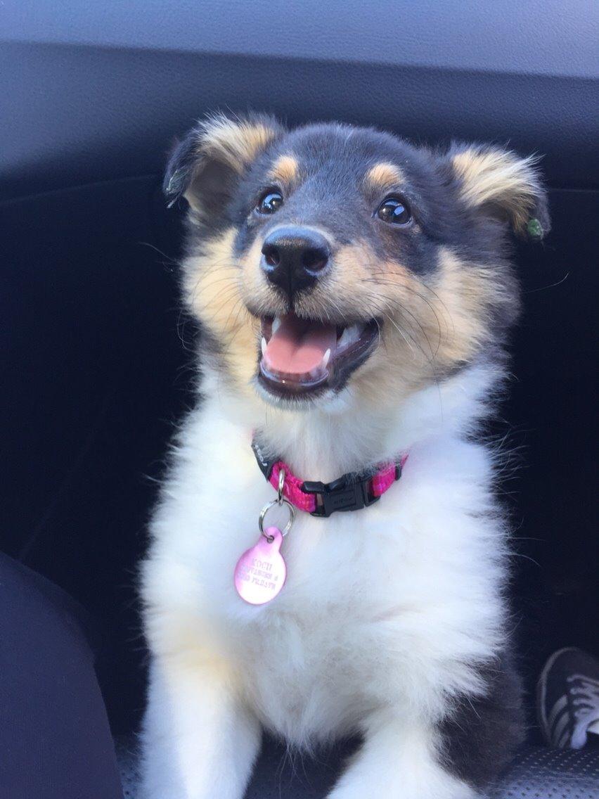Shetland sheepdog Microgården's Zusie Q aka Esther - I bilen ligeefter vi havde hentet hende :D billede 15