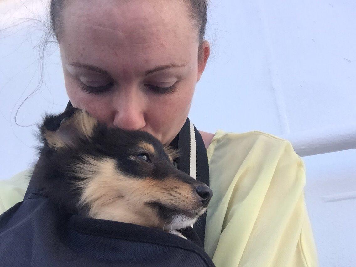 Shetland sheepdog Microgården's Zusie Q aka Esther - På Göteborgfærgen  billede 16