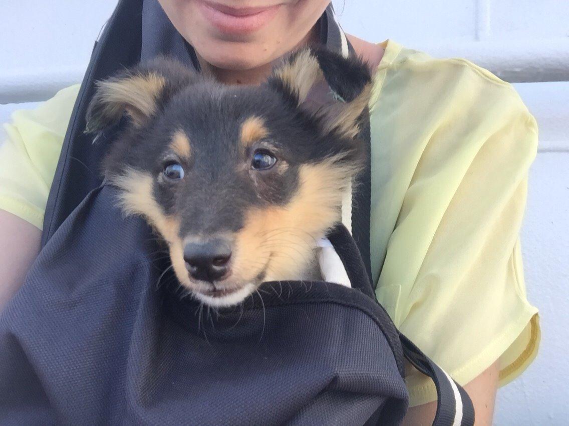 Shetland sheepdog Microgården's Zusie Q aka Esther billede 17