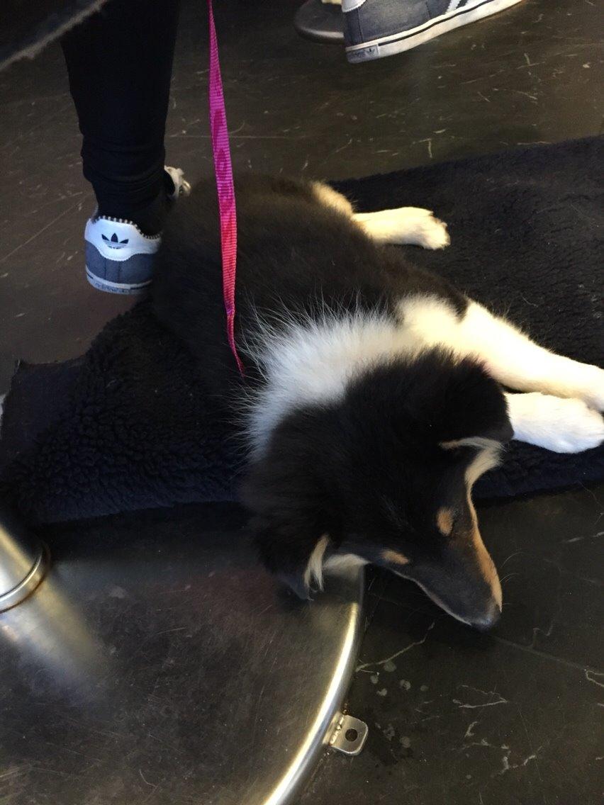 Shetland sheepdog Microgården's Zusie Q aka Esther billede 18