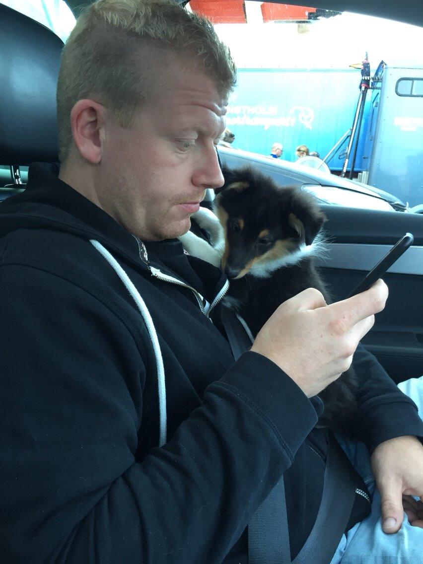 Shetland sheepdog Microgården's Zusie Q aka Esther - Kigger lige Face med Far billede 19