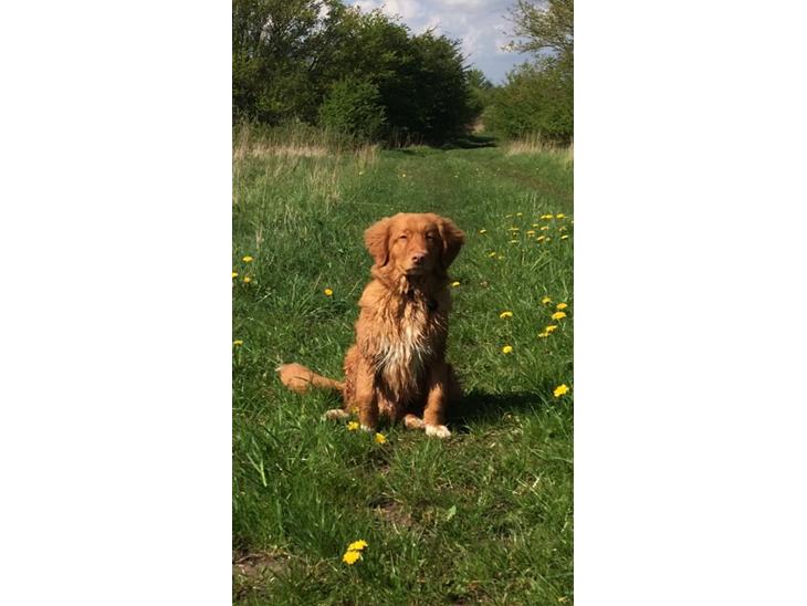 Nova scotia duck tolling retriever Marley - Fokuseret på at blive siddende :-) billede 1