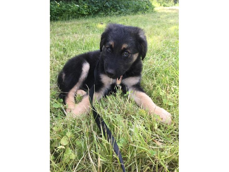 {{currentPhoto.altText}} billede {{currentPhoto.number}}