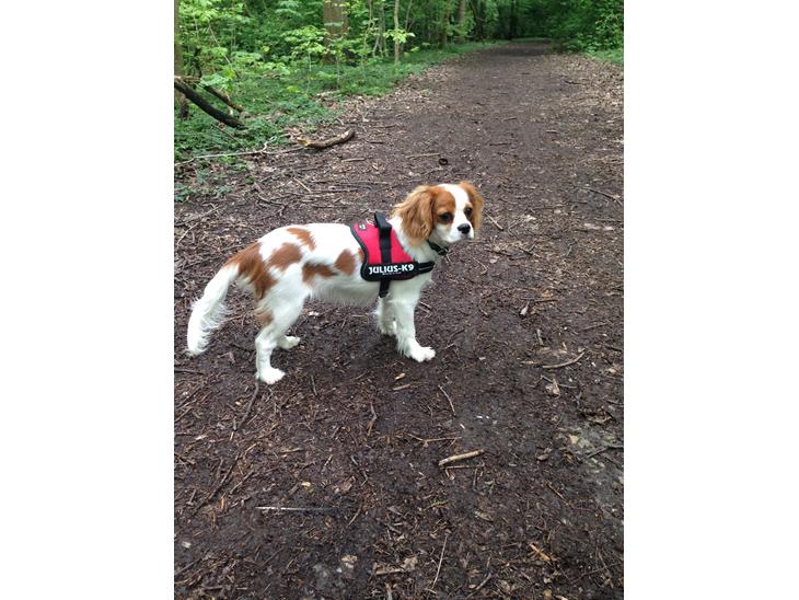 {{currentPhoto.altText}} billede {{currentPhoto.number}}