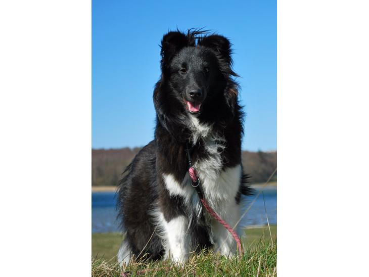 {{currentPhoto.altText}} billede {{currentPhoto.number}}