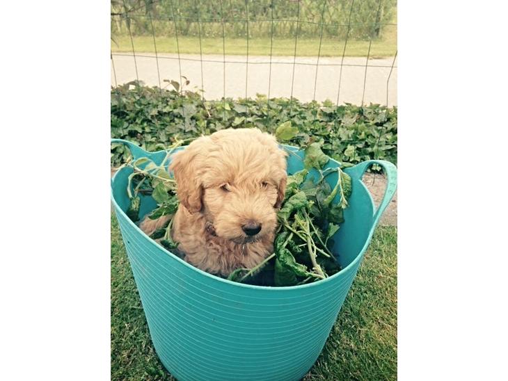 Blanding af racer Goldendoodle (Navn: Einstein) billede 1