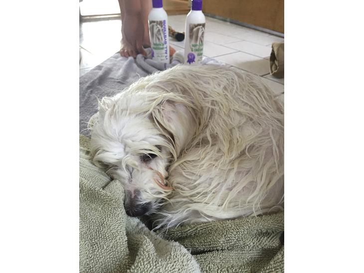 Coton de tulear Jasmine - Mines første bad  billede 1