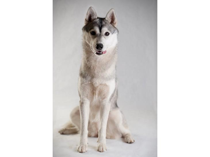 Siberian husky Mesmocan Sunka Yuki billede 1