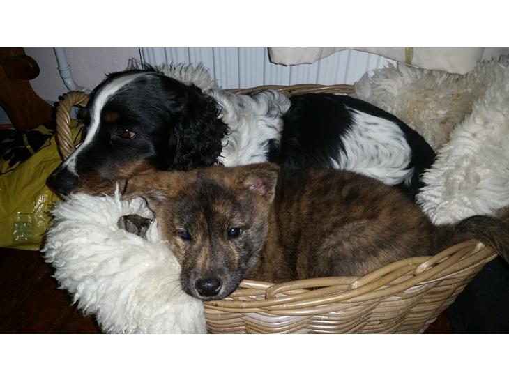 {{currentPhoto.altText}} billede {{currentPhoto.number}}