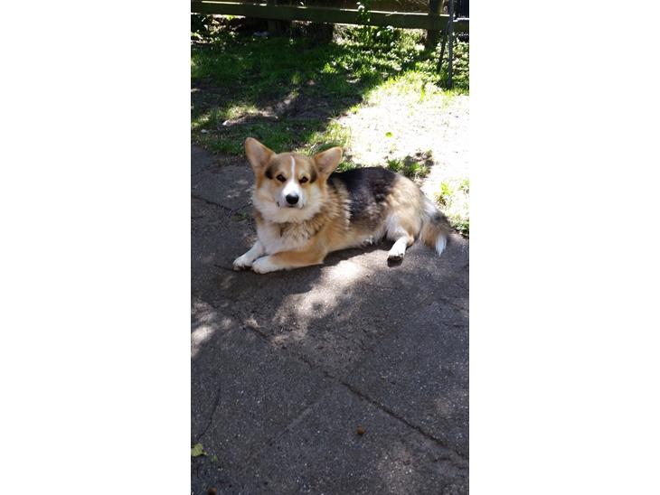 Welsh corgi pembroke Ludwig  billede 1