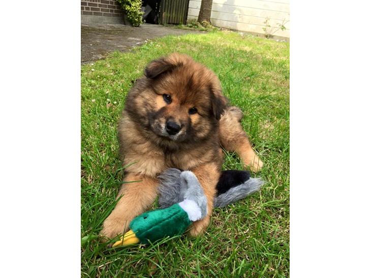 Eurasier Enzo ( Balule's Inxs) billede 1
