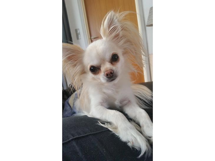 {{currentPhoto.altText}} billede {{currentPhoto.number}}