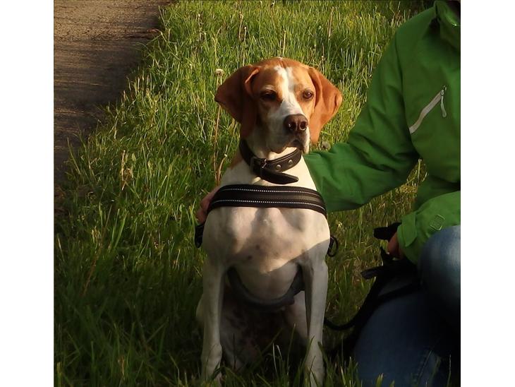 Pointer Oksby Lucca billede 1