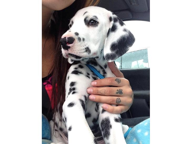 {{currentPhoto.altText}} billede {{currentPhoto.number}}