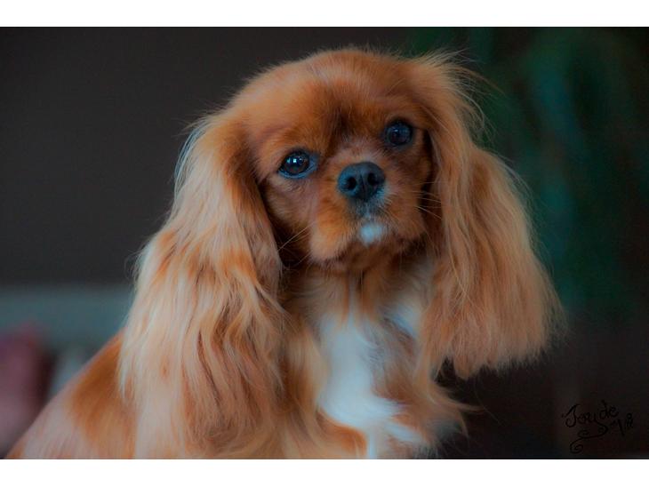 Cavalier king charles spaniel Electra ( Loevhoejs Hippy Hippy Shake) billede 1