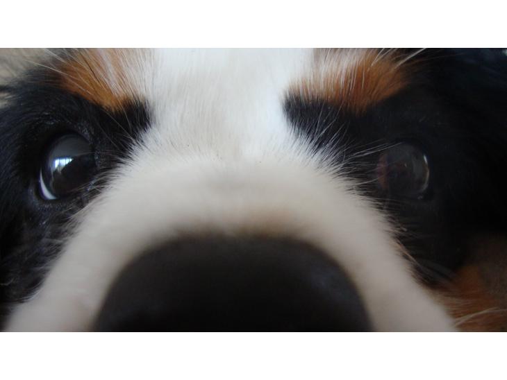 Cavalier king charles spaniel Martha billede 1